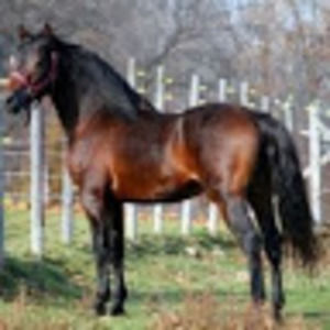 Meet your Posher, Cassie